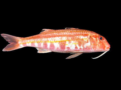 Striped red mullet